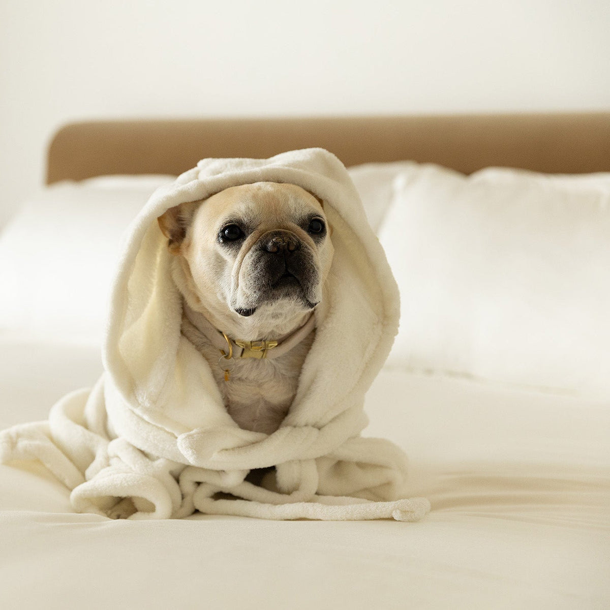 Why French Bulldogs Sleep So Much: Meet Gigi, BleuBully’s Sleepy Mascot