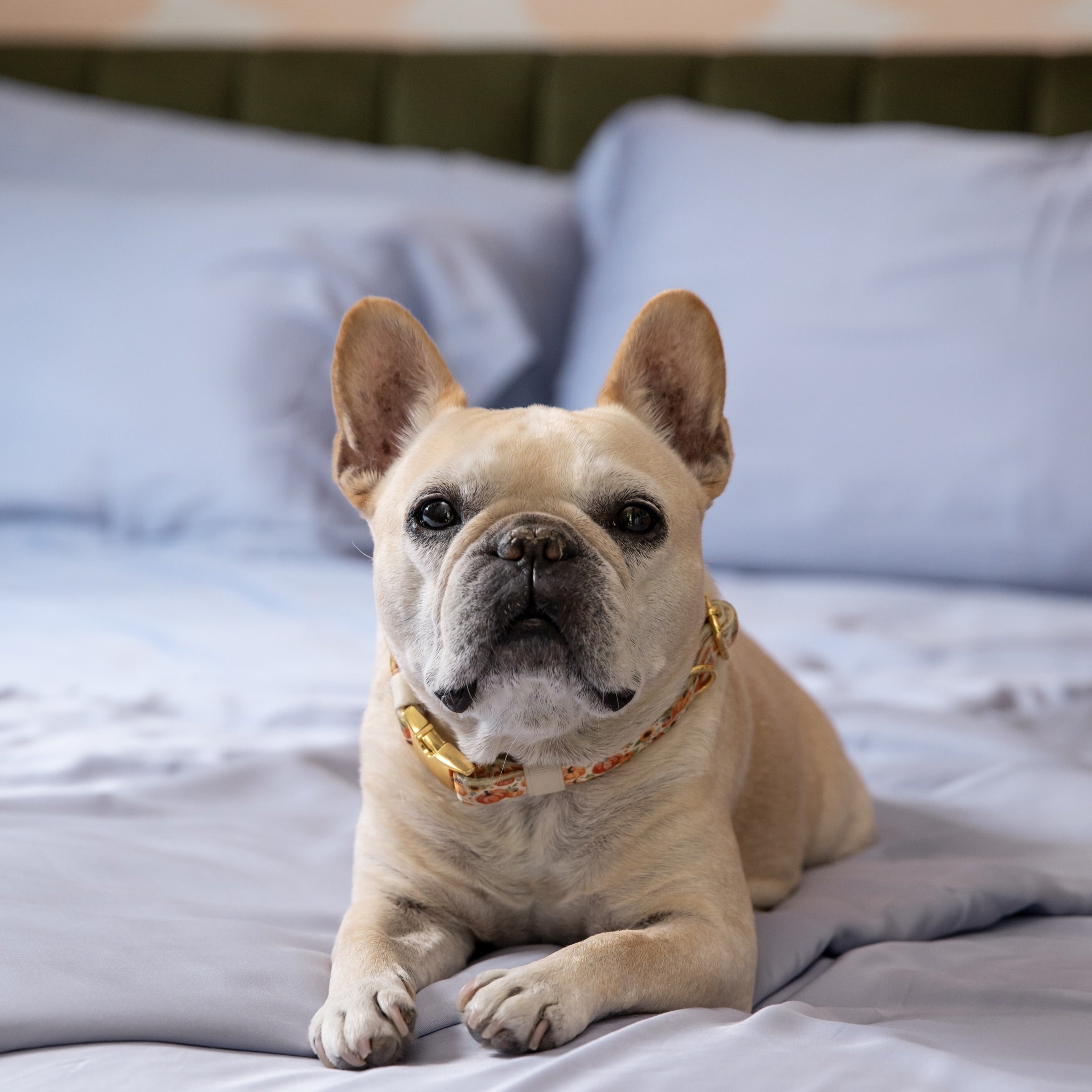 100% TENCEL™ Modal Bedding vs. Modal Bedding: What's the Difference?