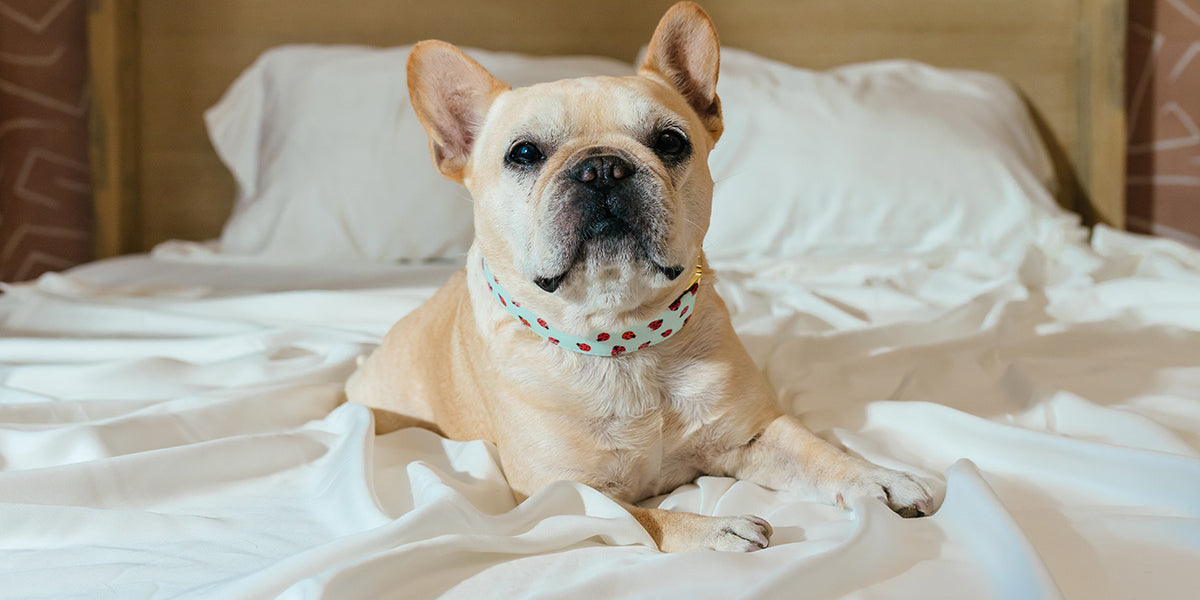 Meet Our Mascot and Leader of Quality Control