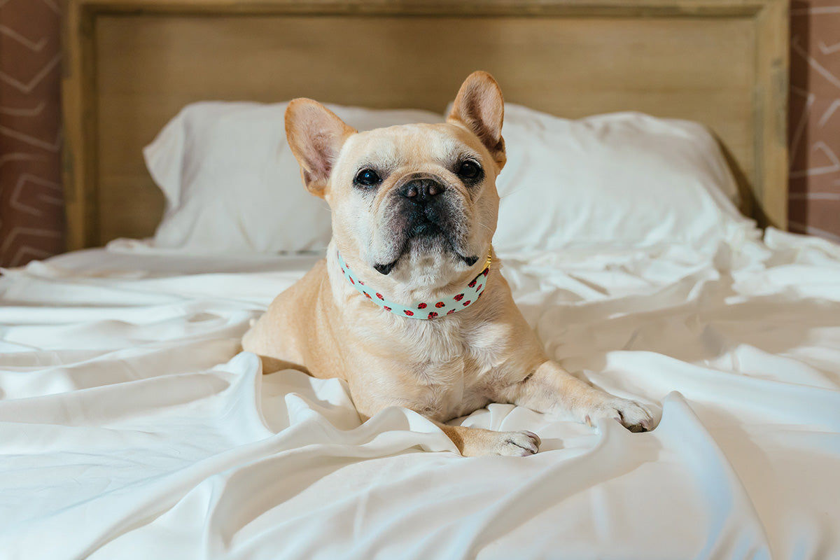 Meet Our Mascot and Leader of Quality Control