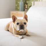 Jersey Knit Sheet Set in Cloud White