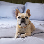 Purebred cream and white French BullDog lying on a bed with a patterned headboard in the background