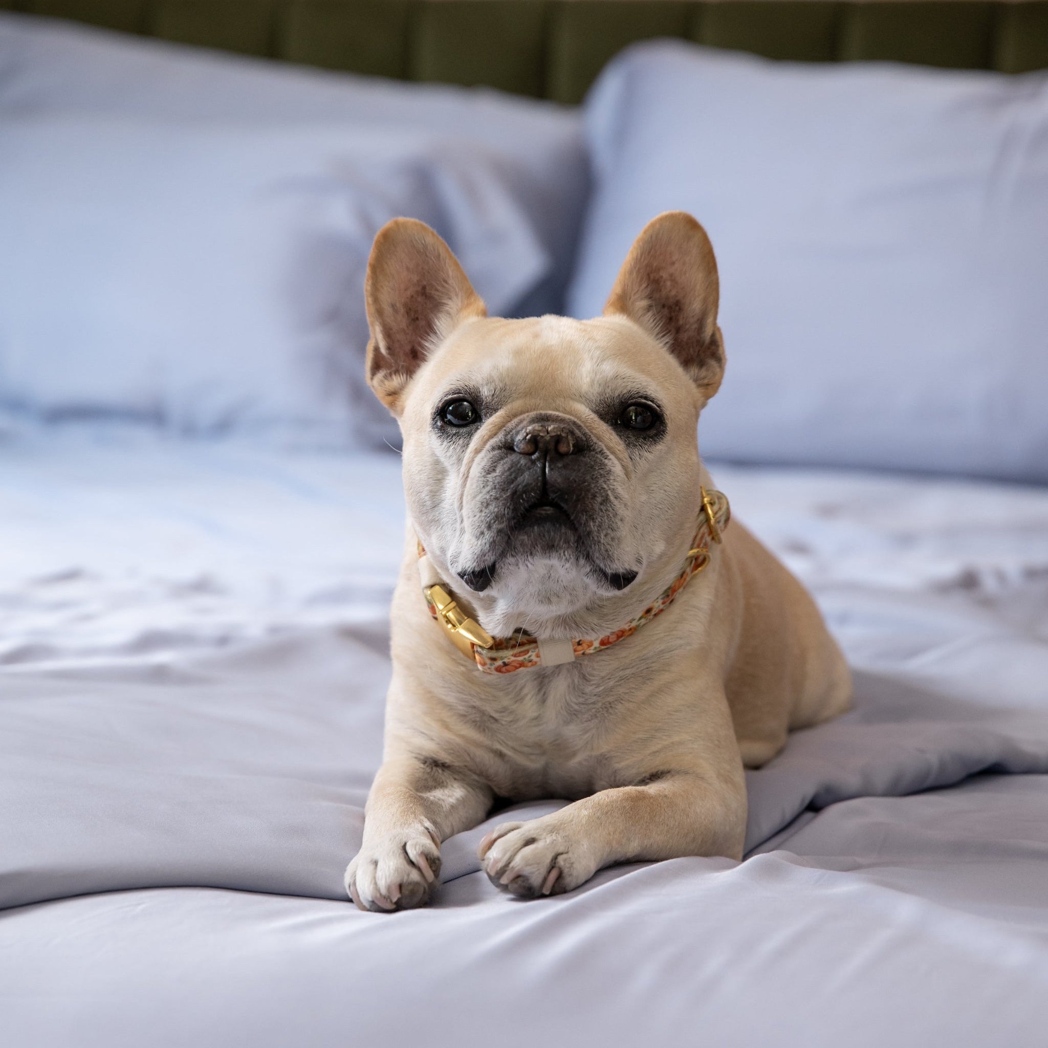 Purebred cream and white French BullDog lying on a bed with a patterned headboard in the background