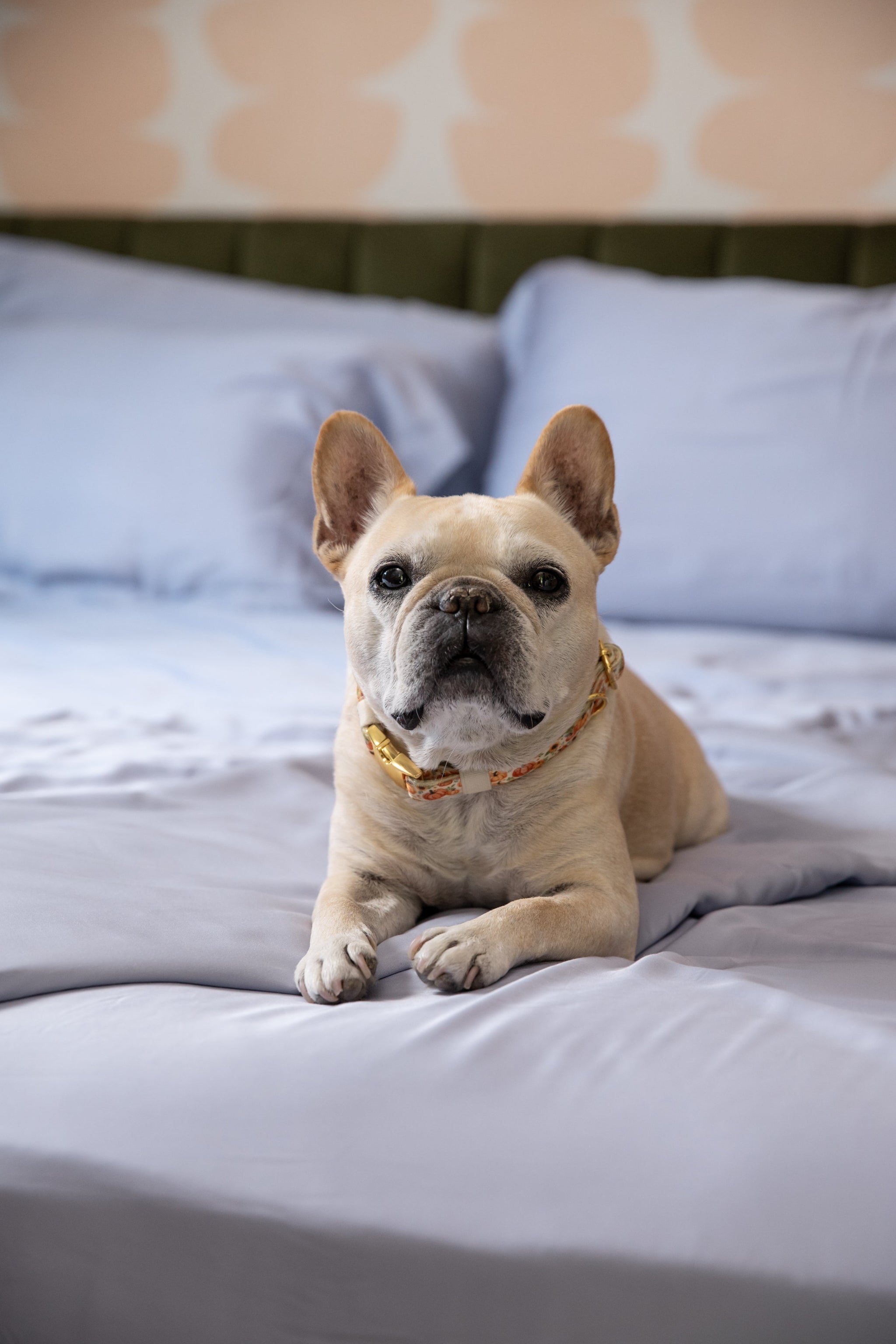 Purebred cream and white French BullDog lying on a bed with a patterned headboard in the background