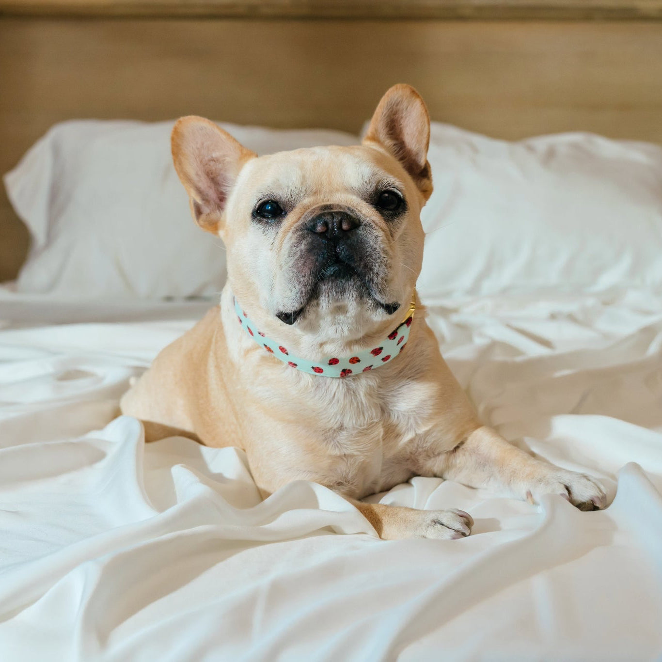 French bulldog on top of white bed