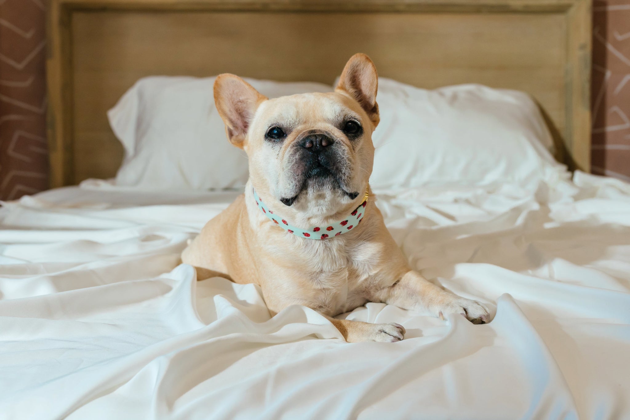 French bulldog on top of white bed
